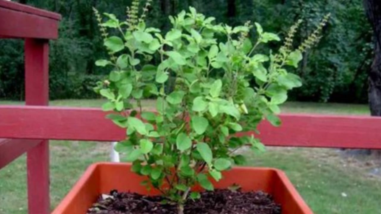 Vastu Tips For Tulsi